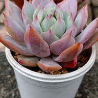 エケベリア,プリズム,プリズム,多肉植物,小さな花壇の画像