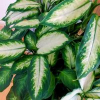 ディフェンバキア,ニャンニャン祭り,花友さんに感謝♡,お出かけ先の画像