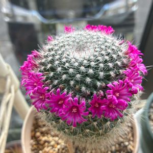 かわいい,きれい,サボテンの花,花のある暮らし,花冠の画像