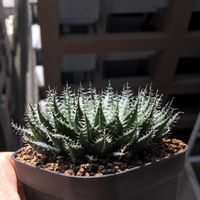 ハオルチア,ハオルチア ジュベルティ,多肉植物,ハオルチア属,ハオルシア属     の画像