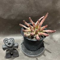 ユーフォルビア属,多肉植物,紅葉する多肉,多肉大好き,ミニ盆栽の画像