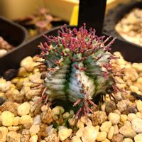 ホリダ,ユーフォルビア・ホリダ,ユーフォルビア・ホリダ,ユーフォルビア　ホリダの画像