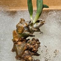 チレコドン・ペアルソニー,チレコドン・ペアルソニー,チレコドン シングラリス,チレコドン エラフィアエ,南アフリカ原産の画像