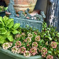 スイートアリッサム の画像