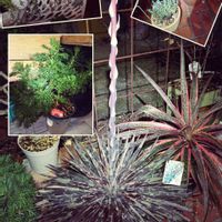 グリーンネックレス,アーモンドネックレス,ドルフィンネックレス,マンガベ カレイドスコープ,マックスマム 夕焼けレッドの画像