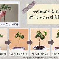 ポリシャス,ポリシャス,観葉植物,ハイドロカルチャー,水耕栽培の画像