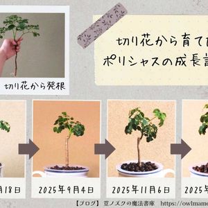 ポリシャス,ポリシャス,観葉植物,ハイドロカルチャー,水耕栽培の画像