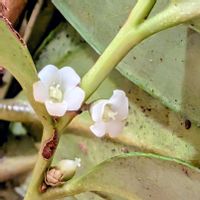 ヒサカキ,リビング・ダイニングの画像