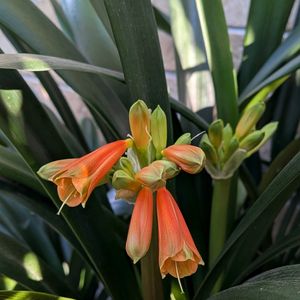 鉢植え,軒下の画像