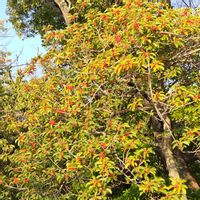 クロガネモチ,今日も元気で,キュンキュン乙女倶楽部,伊丹市緑が丘公園,キュンキュン乙女倶楽部No.0278の画像