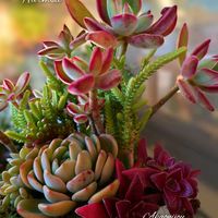 ハムシー,ホワイトローズ,赤鬼城,多肉植物,育てやすい多肉植物の画像