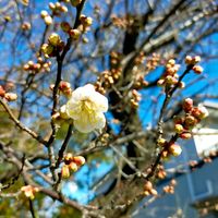 ウメ,ウメ,クスノキ,クスノキ,伊丹市の画像