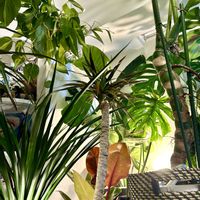 アンスリウム,ストレリチア,ドラセナ,モンステラ,ストレリチア オーガスタの画像