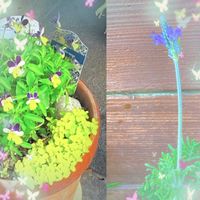 レースラベンダー,すみれ,花のある暮らし,GSに感謝。,わんこと暮らすの画像