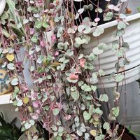 ハートカズラ,花のある暮らし,多肉女子,たまには散歩しようねの画像