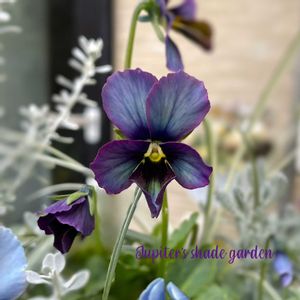 パンジー・ビオラ,幻夢,神戸べっぴんさんビオラ 幻夢,寄せ植え,ナチュラルガーデンの画像