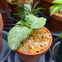 ディフェンバキア,名前を教えてくださいの画像