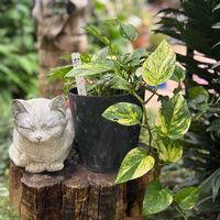 バナナ,ポトス,ねこ,猫の日,ニャンニャン祭りの画像