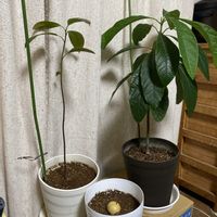 アボカド,アボカド３兄弟,ガーデンネックレス横浜2026コンテストの画像