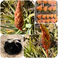 キダチアロエ,アロエのお花,多肉ちゃん,こてつ,ニャンニャン祭りの画像