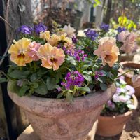 ネメシア,スイートアリッサム ,ビオラ,ビオラ,斑入りプリペットの画像