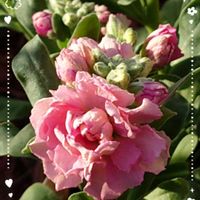 ストック,パンジー・ビオラ,八重咲きストック,ストック　アプリコット,八重咲きストック アプリコットの画像