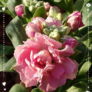 ストック,パンジー・ビオラ,八重咲きストック,ストック　アプリコット,八重咲きストック アプリコットの画像