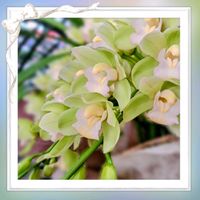 シンビジウム,セッコク,デンドロビウム,デンファレ,デンファレ（デンドロビウム）の画像