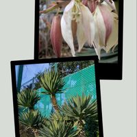 アネモネ,コスモス,ジンチョウゲ,ユッカ,ビオラの画像