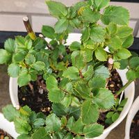 ドウダンツツジ,バラ,ユキヤナギ,新芽,可愛い❤の画像