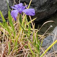 カキツバタ,燕子花,杜若,水生植物,古典園芸植物の画像