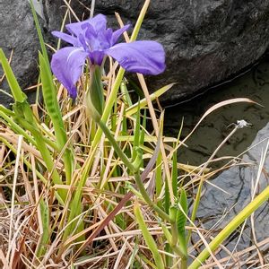 カキツバタ,燕子花,杜若,水生植物,古典園芸植物の画像