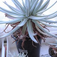 ダドレア,タニラー,ダドレア属,その他部屋の画像