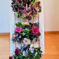 ハボタン,葉牡丹,大人の着せ替え人形,ハンギングバスケット,葉牡丹リースの画像