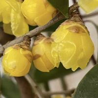 シクラメン,ロウバイ,アベリア,さざれ石,朝焼け。の画像