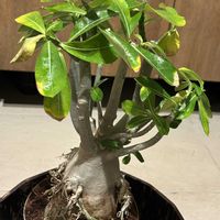 パキラ,ミルキーウェイ,アデニウム,アデニウム,アデニウムの画像