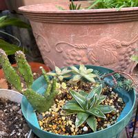 ウチワサボテン,アガベ　笹の雪,玄関の画像