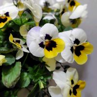 ビオラ,ヒメイワダレソウの画像