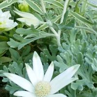 フランネルフラワーの画像