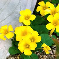 オキザリス,オキザリス,カタバミ,カタバミ,黄色い花の画像