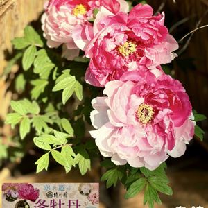 ボタン,寒牡丹,庭園,美しい,華やかの画像