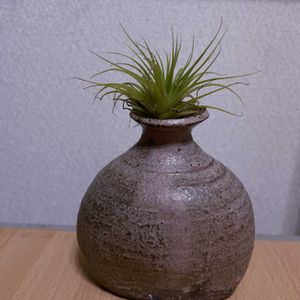 チランジア,エアプランツ,一輪挿し,iPhone撮影,asingleflowervaseの画像