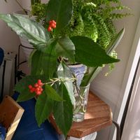 観葉植物,一輪挿し,可愛い,花瓶,花束の画像