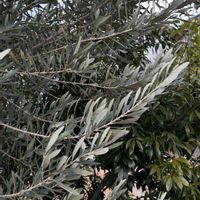 オリーブの画像