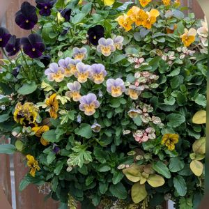 オキザリス,ツバキ,ビオラ,ビオラ,タイワンツバキの画像