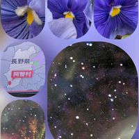 パンジー,ビオラ,柿の木,メカルドニア,啓翁桜（けいおうざくら）の画像