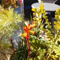 カンガルーポー,オージープランツ,My Favoritesの画像