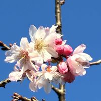 カリン,サザンカ,ムクゲ,ジュウガツザクラの画像