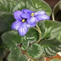 セントポーリアの画像