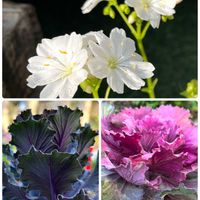 ハボタン,レウィシア,感謝,ありがとう♡,今日も笑顔で♡の画像